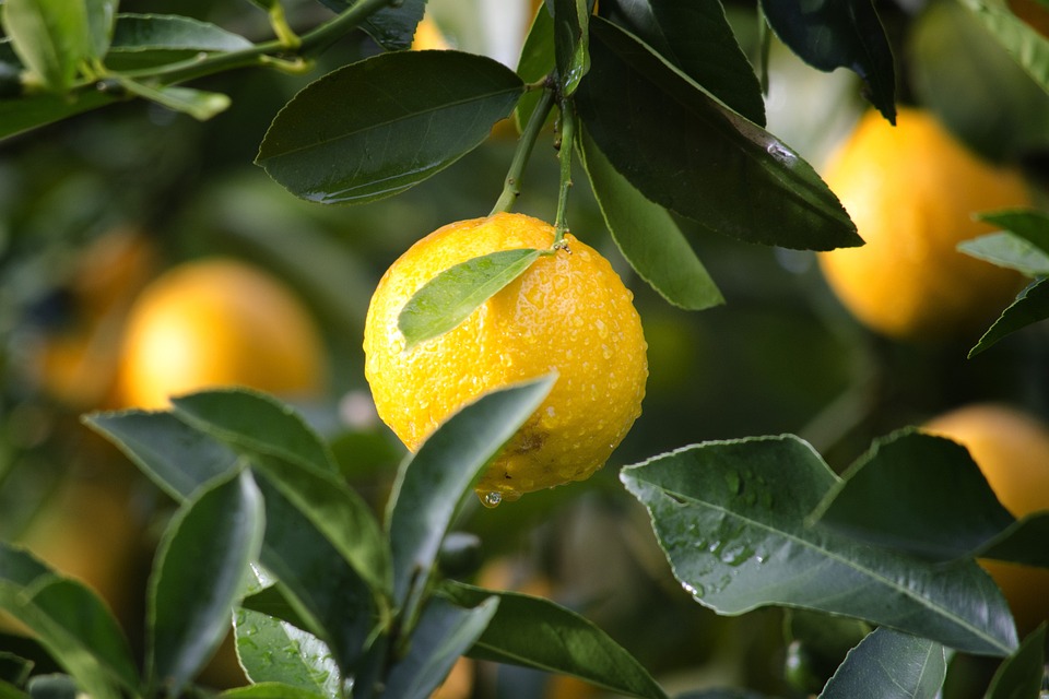 Populära Citrusfrukter: Vilka är de?